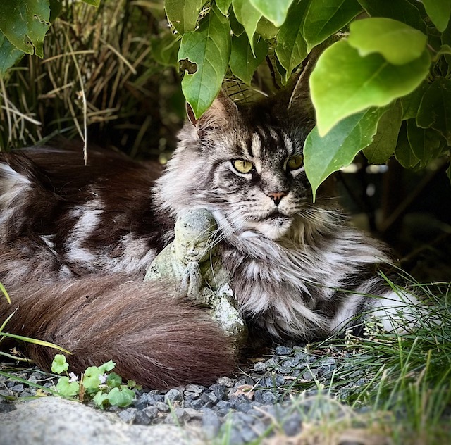 Zen.nl, Zen, meditatie, leren mediteren, foto